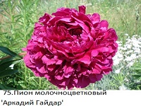 75.Пион молочноцветковый 'Аркадий Гайдар'